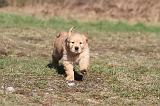 GOLDEN RETRIEVER 068